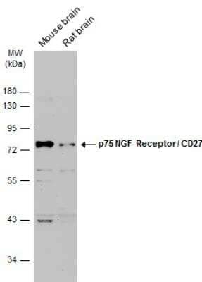 Western Blot: NGFR/TNFRSF16/p75NTR Antibody [NBP2-19669]