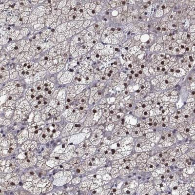 Immunohistochemistry-Paraffin: NGFI-B alpha/Nur77/NR4A1 Antibody [NBP2-68896]