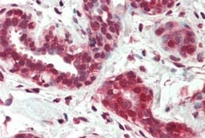 Immunohistochemistry-Paraffin: NGFI-B alpha/Nur77/NR4A1 Antibody [NB100-55394]