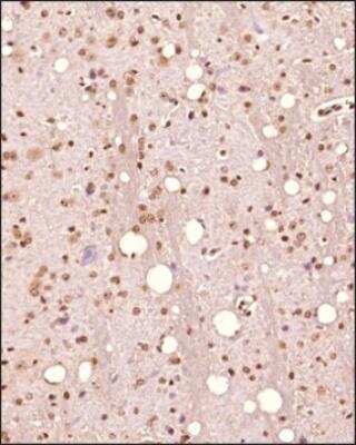 Immunohistochemistry-Paraffin: NGFI-B alpha/Nur77/NR4A1 Antibody [NB100-56745]