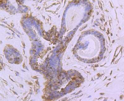 Immunohistochemistry-Paraffin: NGFI-B alpha/Nur77/NR4A1 Antibody (JM59-11) [NBP2-66980]