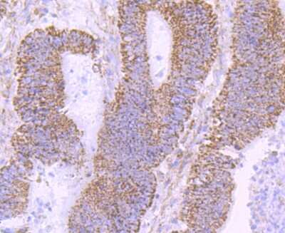 Immunohistochemistry-Paraffin: NGFI-B alpha/Nur77/NR4A1 Antibody (JM59-11) [NBP2-66980]