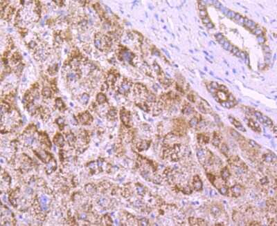 Immunohistochemistry-Paraffin: NGFI-B alpha/Nur77/NR4A1 Antibody (JM59-11) [NBP2-66980]