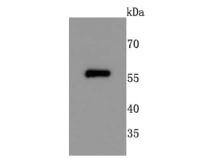 Western Blot: NGFI-B alpha/Nur77/NR4A1 Antibody (JM59-11) [NBP2-66980]