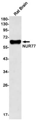 Western Blot: NGFI-B alpha/Nur77/NR4A1 Antibody (S02-1C7) [NBP3-19726]