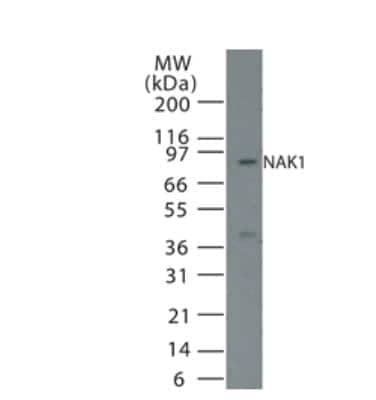Western Blot: NGFI-B alpha/Nur77/NR4A1 Antibody [NB100-56745]