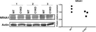 Western Blot: NGFI-B alpha/Nur77/NR4A1 Antibody [NB100-56745]