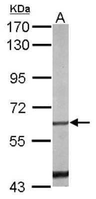 Western Blot: NGFI-B alpha/Nur77/NR4A1 Antibody [NBP2-19613]