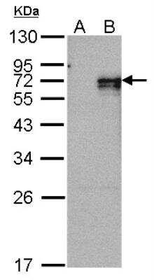 Western Blot: NGFI-B alpha/Nur77/NR4A1 Antibody [NBP2-19613]