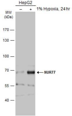 Western Blot: NGFI-B alpha/Nur77/NR4A1 Antibody [NBP2-19613]