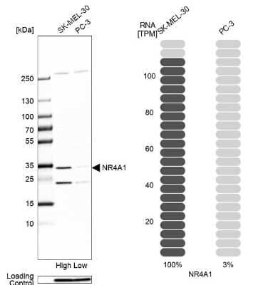 Western Blot: NGFI-B alpha/Nur77/NR4A1 Antibody [NBP2-58600]