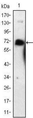 Western Blot: NGFR/TNFRSF16/p75NTR Antibody (2F1C2)Azide and BSA Free [NBP2-80874]