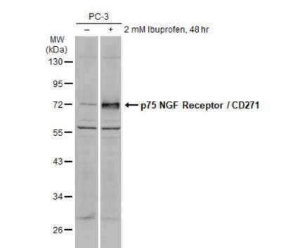 Western Blot: NGFR/TNFRSF16/p75NTR Antibody [NBP2-19669]