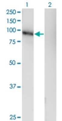 Western Blot: NGL-1/LRRC4C Antibody (1G5) [H00057689-M05]