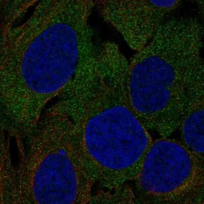 Immunocytochemistry/ Immunofluorescence: NGL-1/LRRC4C Antibody [NBP2-58242]