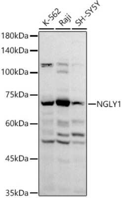 Western Blot: NGLY1 AntibodyAzide and BSA Free [NBP2-94289]