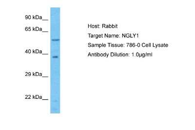 Western Blot: NGLY1 Antibody [NBP2-83267]