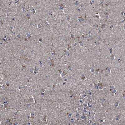 Immunohistochemistry-Paraffin: NGRN Antibody [NBP1-84973]