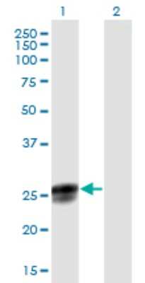 Western Blot: NGRN Antibody [H00051335-B01P]