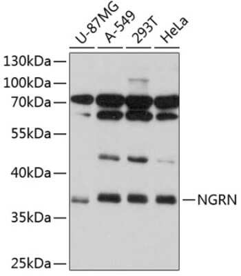 Western Blot: NGRN AntibodyAzide and BSA Free [NBP2-93811]