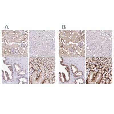 Immunohistochemistry-Paraffin: NHE1/SLC9A1 Antibody [NBP2-38584]