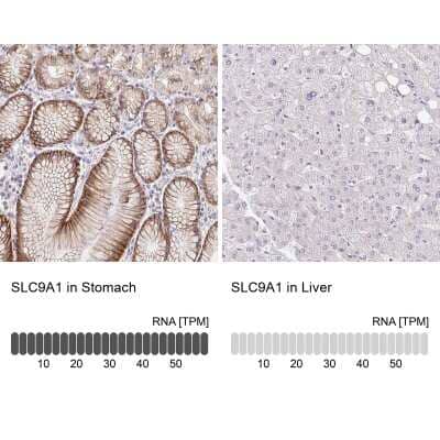 Immunohistochemistry-Paraffin: NHE1/SLC9A1 Antibody [NBP2-38584]