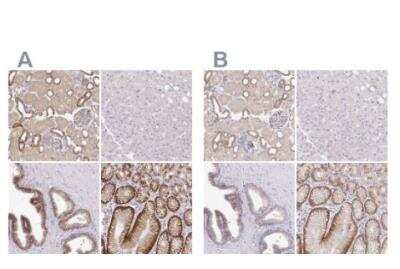 Immunohistochemistry-Paraffin: NHE1/SLC9A1 Antibody [NBP2-38683]