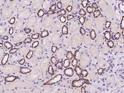 Immunohistochemistry-Paraffin: NHE1/SLC9A1 Antibody [NBP2-97304]