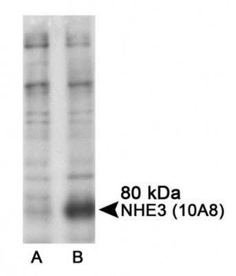 Western Blot: NHE3/SLC9A3 Antibody (10A8)Azide and BSA Free [NBP2-80876]