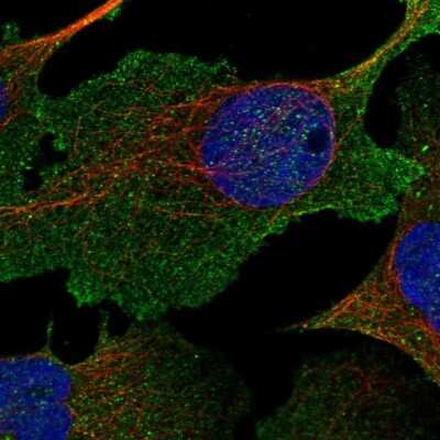 Immunocytochemistry/ Immunofluorescence: NHE3/SLC9A3 Antibody [NBP1-82575]