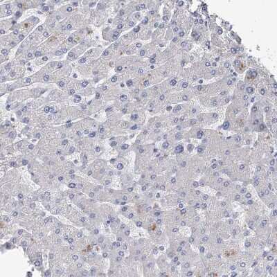 Immunohistochemistry-Paraffin: NHE3/SLC9A3 Antibody [NBP1-82575]