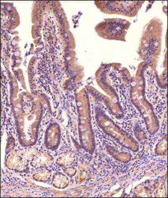 Immunohistochemistry-Paraffin: NHE3/SLC9A3 Antibody - BSA Free [NBP3-00589]