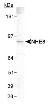 Western Blot: NHE8 Antibody (7A11)Azide and BSA Free [NBP2-80878]