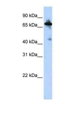 Western Blot: NHE8 Antibody [NBP1-59888]