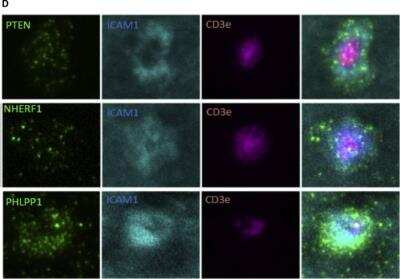 Immunocytochemistry/ Immunofluorescence: NHERF-1 Antibody [NB300-536]