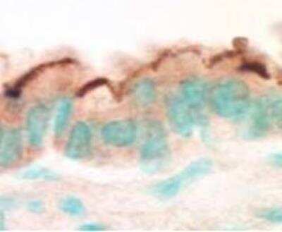 Immunohistochemistry: NHERF-1 Antibody [NB300-536]