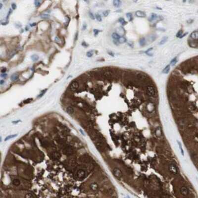 Immunohistochemistry-Paraffin: NHERF-1 Antibody [NBP1-84919]