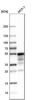 Western Blot: NHERF-1 Antibody [NBP1-84918]