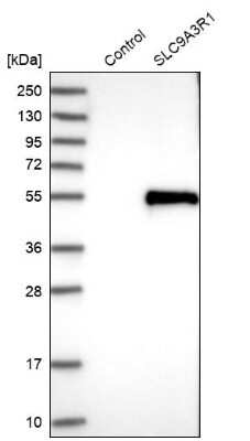 Western Blot: NHERF-1 Antibody [NBP1-84919]