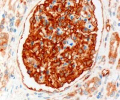 Immunohistochemistry-Paraffin: NHERF-2 Antibody [NB100-2450]