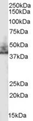 Western Blot: NHERF-2 Antibody [NB100-2450]