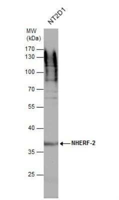 Western Blot: NHERF-2 Antibody [NBP1-31804]