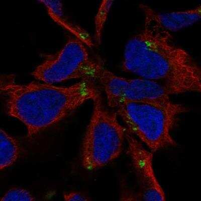 Immunocytochemistry/ Immunofluorescence: NHLH1 Antibody [NBP2-13655]