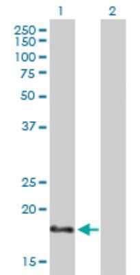 Western Blot: NHLH1 Antibody [H00004807-B01P]