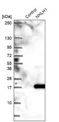 Western Blot: NHLH1 Antibody [NBP2-13655]