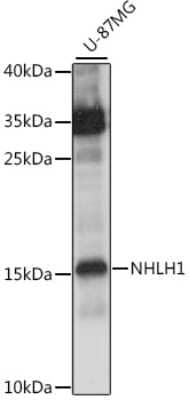 Western Blot: NHLH1 AntibodyAzide and BSA Free [NBP2-93392]