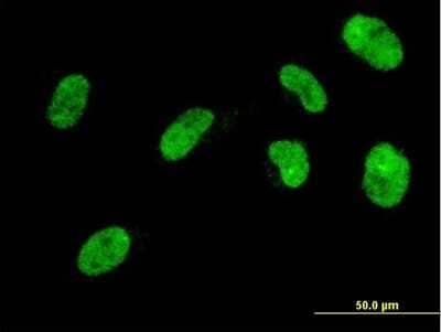 Immunocytochemistry/ Immunofluorescence: NHLH2 Antibody (1F4) [H00004808-M04]