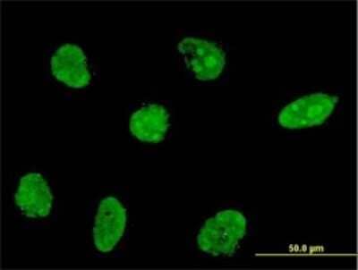 Immunocytochemistry/ Immunofluorescence: NHLH2 Antibody (2A3) [H00004808-M05]