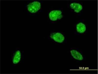 Immunocytochemistry/ Immunofluorescence: NHLH2 Antibody (3D5) [H00004808-M02]