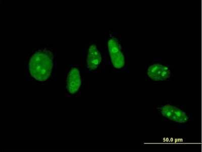 Immunocytochemistry/ Immunofluorescence: NHLH2 Antibody (3E11) [H00004808-M03]